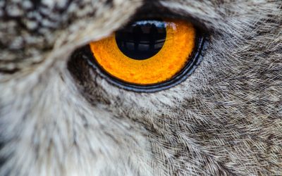 L’introspection (énergétique)